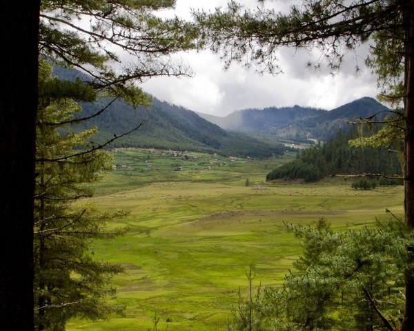 The wide green Phobjikha valley seen between tree trunks, a cluster of farmhouses resting below forested hills